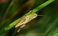 Lesser Mottled Grasshopper (Stenobothrus stigmaticus)